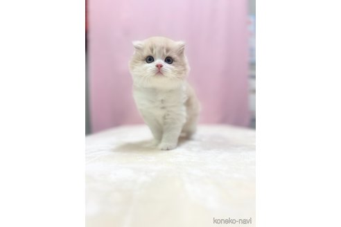 成約済の埼玉県のスコティッシュフォールド(折れ耳)-85558の5枚目