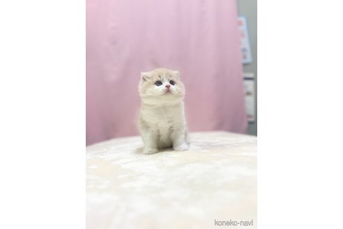 成約済の埼玉県のスコティッシュフォールド(折れ耳)-85558の4枚目