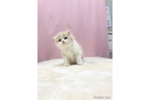 成約済の埼玉県のスコティッシュフォールド(折れ耳)-85558の3枚目