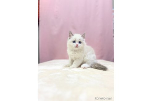 成約済の埼玉県のラグドール-85554の2枚目