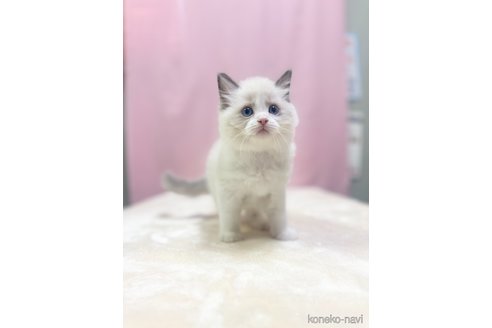 成約済の埼玉県のラグドール-85555の5枚目