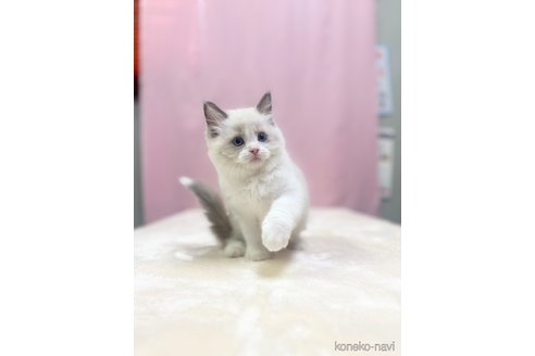 成約済の埼玉県のラグドール-85555の4枚目