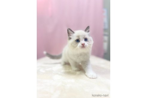 成約済の埼玉県のラグドール-85555の3枚目