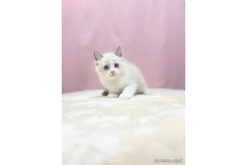成約済の埼玉県のラグドール-85557の4枚目