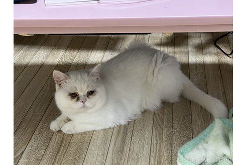 成約済の埼玉県のミックス-62513の3枚目