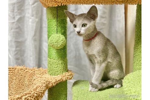 成約済の埼玉県のロシアンブルー-86352の1枚目