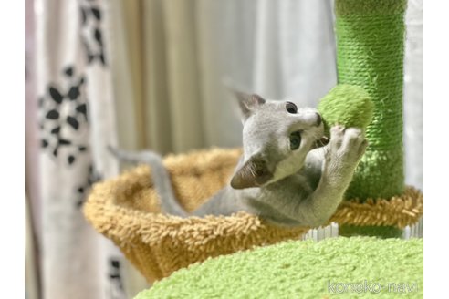 成約済の埼玉県のロシアンブルー-86352の4枚目