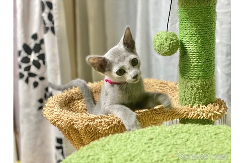成約済の埼玉県のロシアンブルー-86352の3枚目