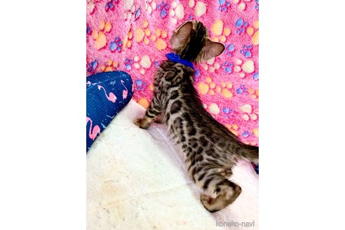 成約済の静岡県のベンガル-83164の8枚目