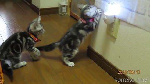 成約済の長野県のアメリカンショートヘア-85563の5枚目