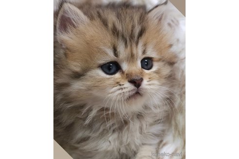 成約済の埼玉県のサイベリアン-86203の4枚目