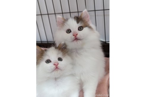 成約済の神奈川県のノルウェージャンフォレストキャット-80563の2枚目