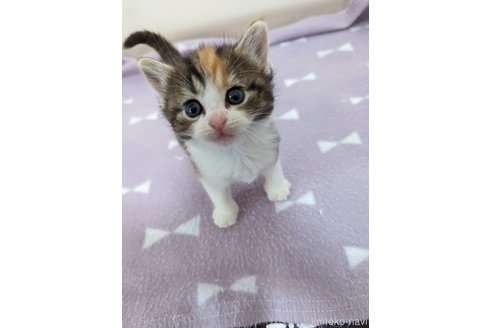 成約済の神奈川県のミックス-85653の3枚目
