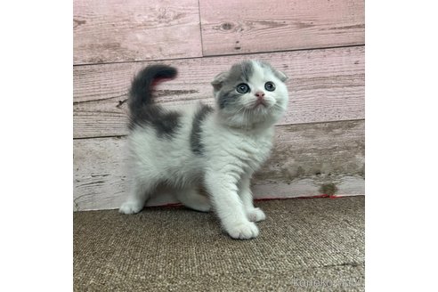 成約済ののスコティッシュフォールド-86353