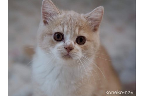 成約済の滋賀県のブリティッシュショートヘア-83048の3枚目