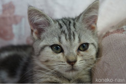 成約済の埼玉県のアメリカンショートヘア-82774の5枚目