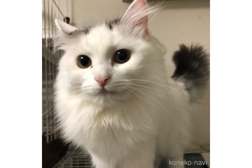成約済の大阪府のマンチカン-86446の2枚目