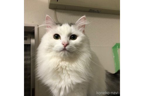 成約済の大阪府のマンチカン-86446の1枚目