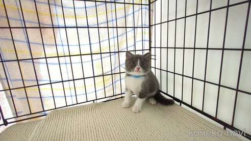 成約済の茨城県のブリティッシュショートヘア-76573の2枚目