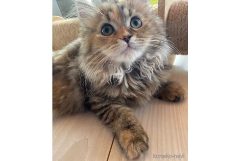 ミラちゃん1枚目