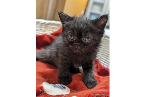 成約済の愛知県のエキゾチックショートヘア-86459の7枚目