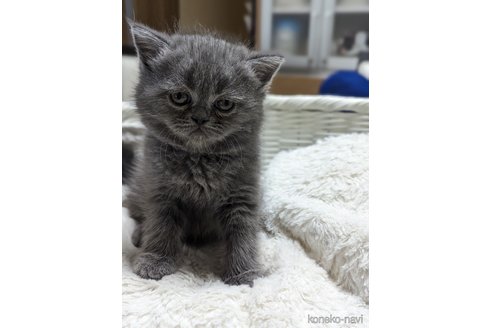 成約済の愛知県のエキゾチックショートヘア-86460の2枚目