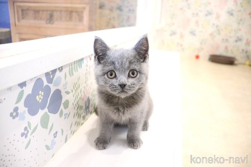 成約済の大阪府のブリティッシュショートヘア-81269の5枚目