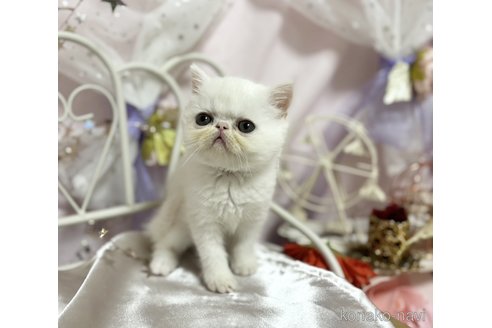 成約済の愛知県のエキゾチックショートヘア-85690の2枚目