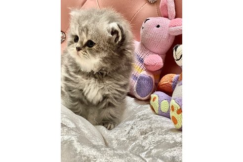 成約済の宮城県のエキゾチックショートヘア-86471の6枚目