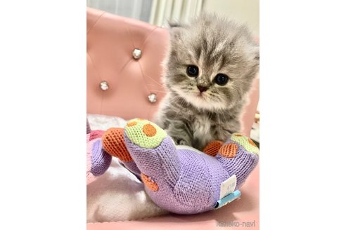 宮城県のエキゾチックショートヘア|女の子・2024/05/18生まれ 宮城県のエキゾチックショートヘア|女の子・2024/05/18生まれ