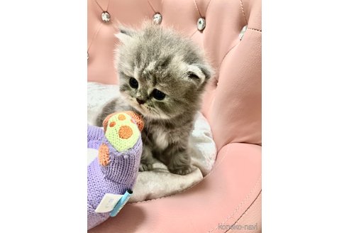 成約済の宮城県のエキゾチックショートヘア-86471の8枚目
