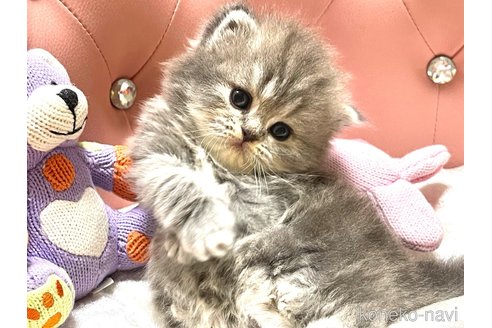 成約済の宮城県のエキゾチックショートヘア-86471の5枚目