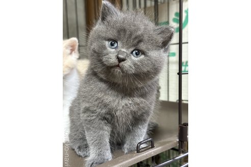 成約済の栃木県のブリティッシュショートヘア-83600の1枚目