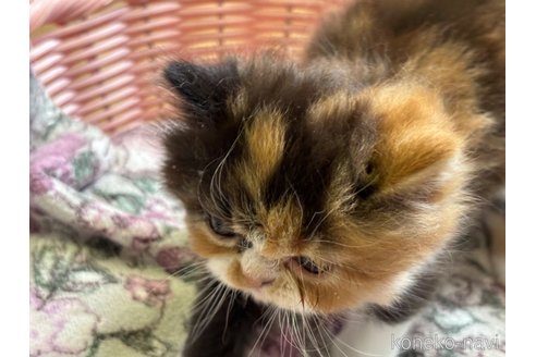 成約済の千葉県のエキゾチックロングヘア-85509の3枚目