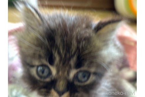 成約済の千葉県のエキゾチックロングヘア-85506の2枚目