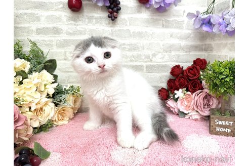 成約済の埼玉県のスコティッシュフォールド(折れ耳)-83650の6枚目