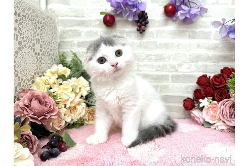 成約済の埼玉県のスコティッシュフォールド(折れ耳)-83650の3枚目