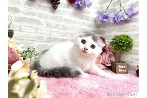 成約済の埼玉県のスコティッシュフォールド(折れ耳)-83650の2枚目