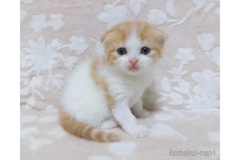 成約済の鹿児島県のスコティッシュフォールド-86483の3枚目
