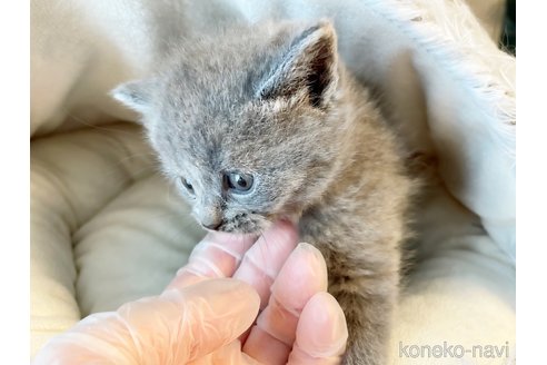 成約済の島根県のブリティッシュショートヘア-86491の4枚目