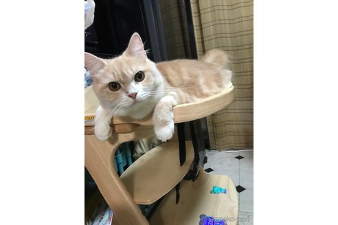 の千葉県の-