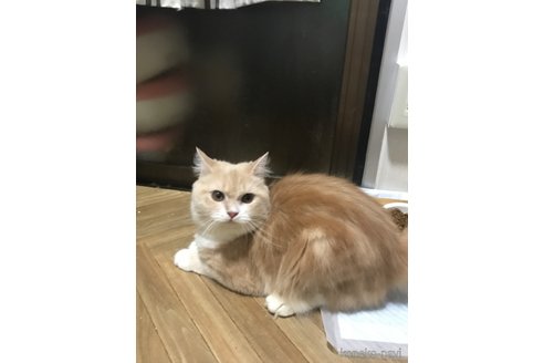 青ちゃんちゃん1枚目