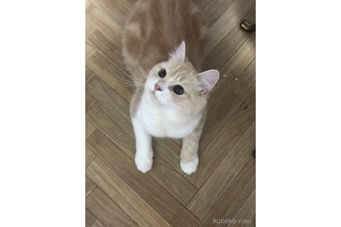 青ちゃんちゃん1枚目