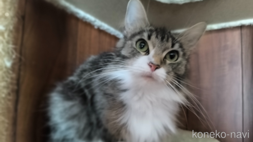 モリーちゃん1枚目