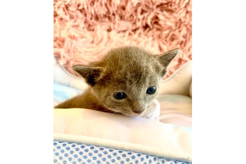 成約済の静岡県のロシアンブルー-86506の5枚目