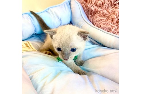 成約済の静岡県のロシアンブルー-86507の4枚目