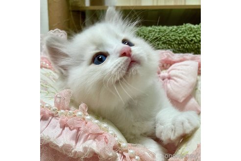 成約済の埼玉県のラグドール-86513の3枚目