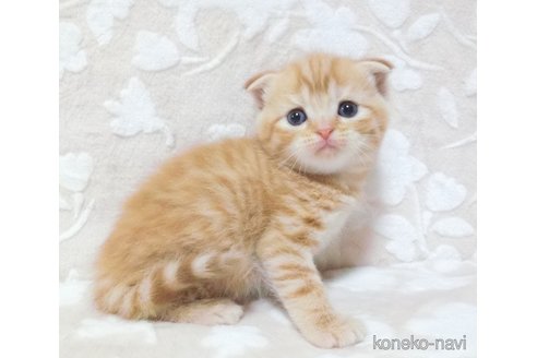 成約済の鹿児島県のスコティッシュフォールド-86519の4枚目