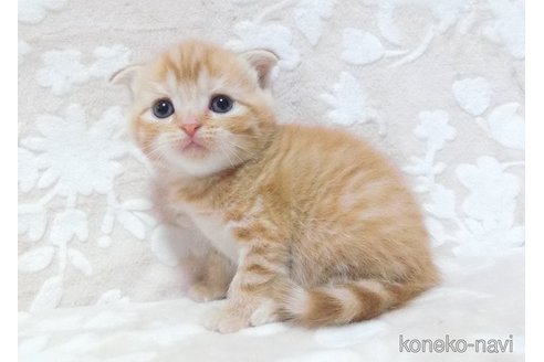 成約済の鹿児島県のスコティッシュフォールド-86519の2枚目