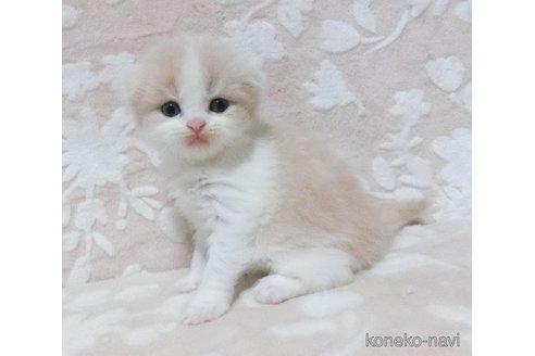 成約済の鹿児島県のスコティッシュフォールド-86520の5枚目